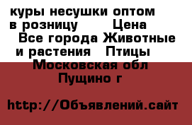 куры несушки.оптом 160 в розницу 200 › Цена ­ 200 - Все города Животные и растения » Птицы   . Московская обл.,Пущино г.
